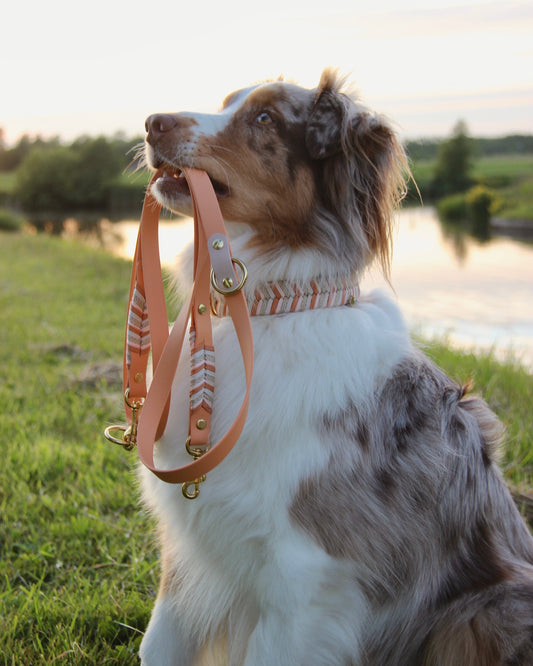 Pongo´s peachy swirl