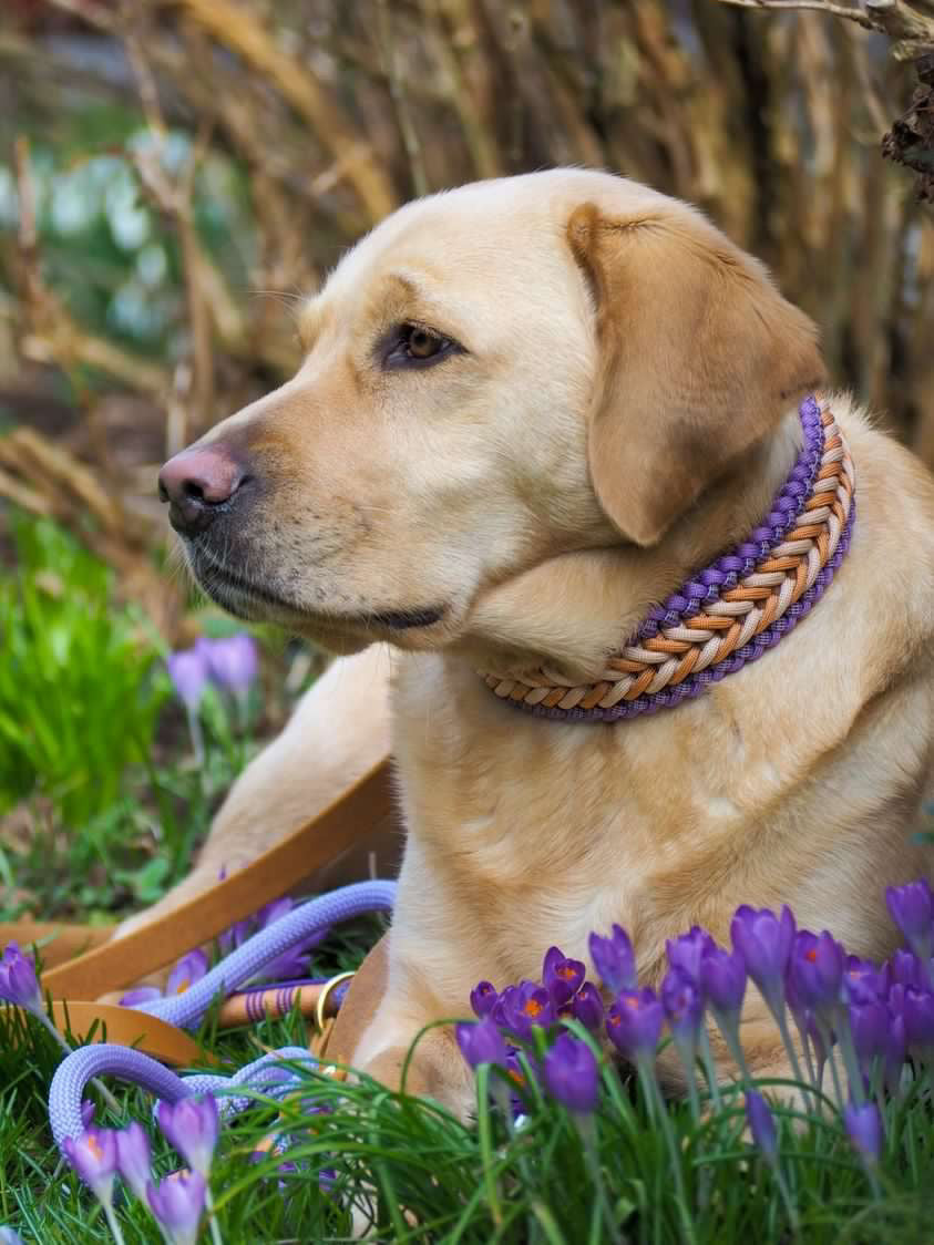 Paracordhalsband Nelo